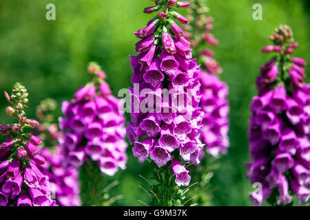 Lila Fuchspelz, Digitalis purpurea Blumenbeet Stockfoto