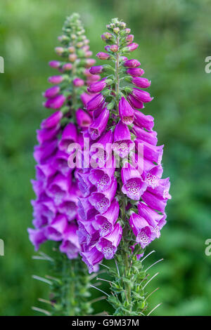 Purple Fingerhut, Digitalis purpurea Stockfoto