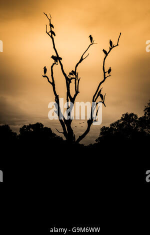 Geier in einem Baum tot Silhouette bei Sonnenuntergang Stockfoto