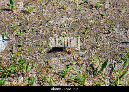 Araschnia Levana, Karte Stockfoto
