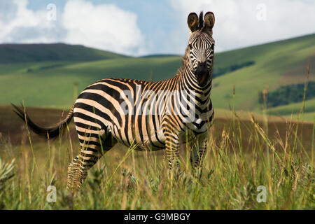 Zebra in der afrikanischen Savanne Stockfoto