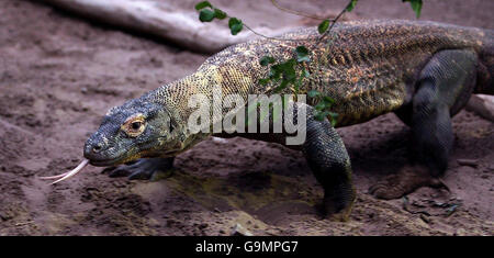 Komodo Dragon wird schwanger Stockfoto