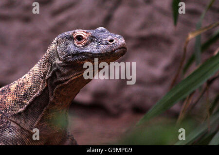 Komodo Dragon wird schwanger Stockfoto