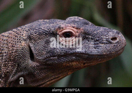 Komodo Dragon wird schwanger Stockfoto
