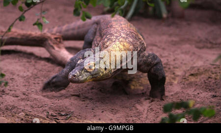 Komodo Dragon wird schwanger Stockfoto