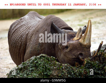 SITA, das Schwarze Nashorn im Paignton Zoo, Devon. Wird später in diesem Monat oder Anfang Februar geboren. DRÜCKEN SIE ASSOICATION Photo. Stockfoto