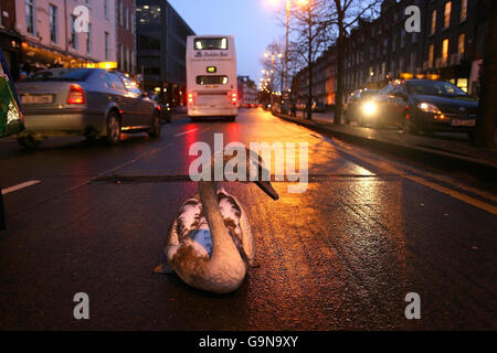 Swan stoppt Dublin Verkehr Stockfoto