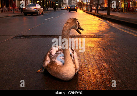 Swan stoppt Dublin Verkehr Stockfoto