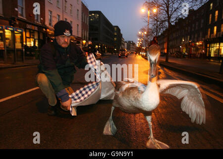 Swan stoppt Dublin Verkehr Stockfoto