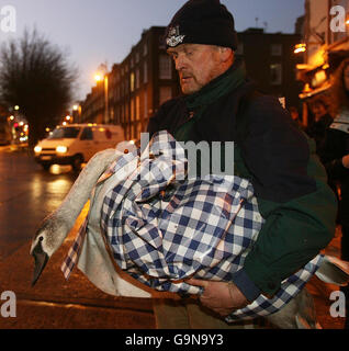 Passant Martin Malone aus Lucan verwendet eine Pub-Tischdecke, um einen Schwan, genannt Freeflow, aus der geschäftigen Lower Baggot Street im Zentrum von Dublin zu retten. Stockfoto