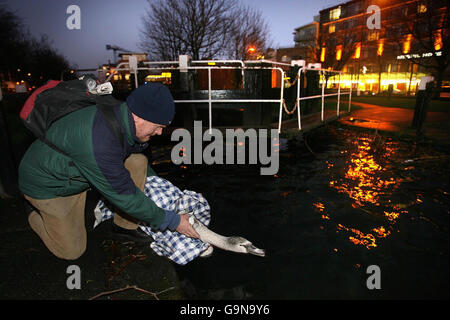 Swan stoppt Dublin Verkehr Stockfoto