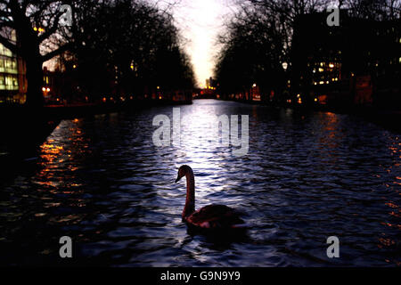 Der Schwan nannte Freeflow, zurück auf Dublins Grand Canal, nachdem er zur belebten Lower Baggot Street spazierengegangen war und den Verkehr auf eine Spur reduziert hatte. Stockfoto