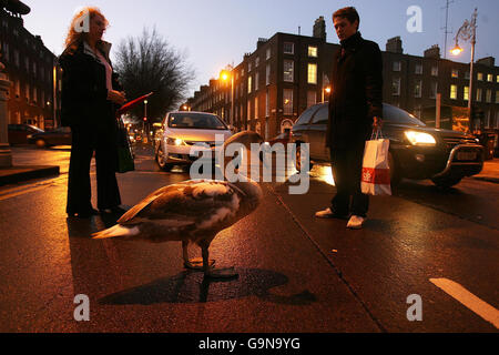 Der Schwan nannte Freeflow, der von seinem üblichen Lebensraum am Canale Grande in Dublin zur belebten Lower Baggot Street wanderte und den Verkehr auf eine Spur reduzierte. Stockfoto