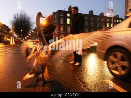 Swan stoppt Dublin Verkehr Stockfoto