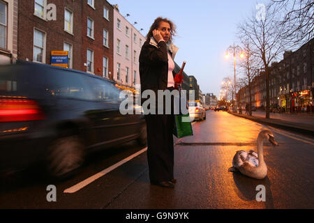 Eine besorgte Frau steht neben dem Schwan namens Freeflow, der von seinem gewohnten Lebensraum am Canale Grande in Dublin zur belebten Lower Baggot Street wanderte und den Verkehr auf eine Spur reduzierte. Stockfoto