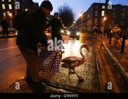 Passant Martin Malone aus Lucan versucht, einen Schwan, genannt Freeflow, aus der geschäftigen Lower Baggot Street im Zentrum von Dublin zu retten. Stockfoto