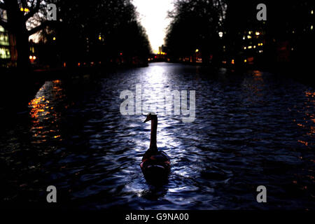 Der Schwan nannte Freeflow, zurück auf Dublins Grand Canal, nachdem er zur belebten Lower Baggot Street spazierengegangen war und den Verkehr auf eine Spur reduziert hatte. Stockfoto