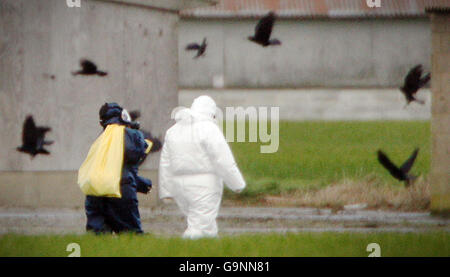 Eine Vogelschar fliegt in Schutzkleidung und Gasmasken an Arbeitern auf der Bernard Matthews-Fabrik in Holton, Suffolk, vorbei, wo es einen Ausbruch der Vogelgrippe gab. Stockfoto