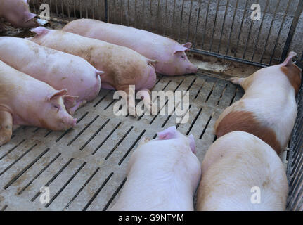 groß und Fett Schweine in einem Stall auf einem Bauernhof Stockfoto