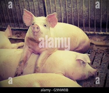 groß und Fett Schweine in einem Stall auf einem Bauernhof Stockfoto