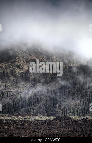 Nationalpark El Teide, Teneriffa, Kanarische Inseln, Spanien Stockfoto