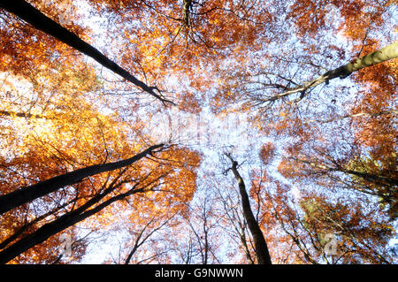 Herbstlichen Buchenwald, Hunsruck, Deutschland Stockfoto