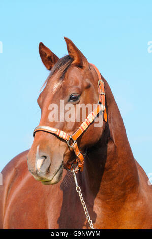 American Quarter Horse Wallach / Kastanie, Halfter Stockfoto