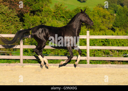 Akhal Teke Hengst / Seite Stockfoto