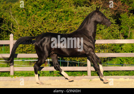 Akhal Teke Hengst / Seite Stockfoto