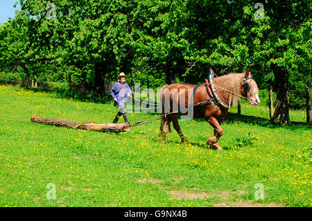 Black Forest schweren Tiefgang / Draft Tiefgang Pferd ziehen Baum, verankerten Getriebe Stockfoto