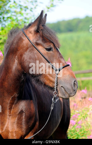 German Riding Pony, Stute Stockfoto