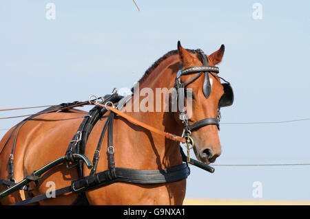 Franches Montagnes, Pferd fahren / Freiberger, Zugpferd, Zugpferd, Breastcollar Kabelbaum, treibende Kabelbaum, Scheuklappen, Scheuklappen Stockfoto