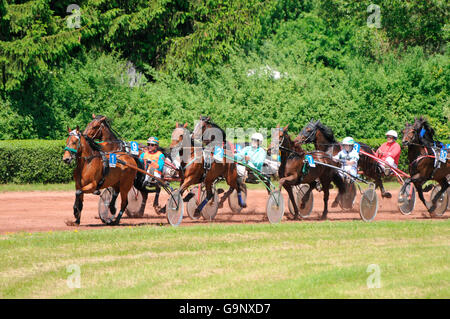 Trabrennen / Traber, Trotter, Sulky, Fahrer, Kabelbaum Stockfoto