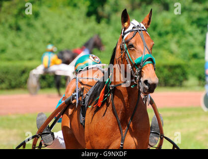 Trabrennen / Traber, Trotter, Sulky, Fahrer, Kabelbaum Stockfoto