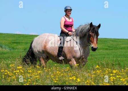 Reiter auf schweren Tiefgang Rheinland / Entwurf, bareback, Reiten Helm Stockfoto