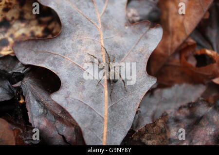 Eine weibliche Rasen Spinne auf einem Blatt Stockfoto