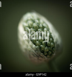 Nahaufnahme von einem Allium Sphaerocephalum (Trommelstock Allium) Blütenstand mit dicht gepackten Knospen. Weiche grüne Hintergrund. Stockfoto