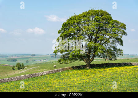 Ahorn Baum neben einer Kalksteinmauer in einem Feld der gelbe Löwenzahn allein stehend. Stockfoto