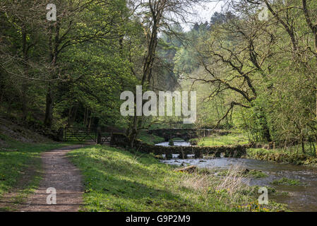 Wanderweg am Fluss in Bradford Dale im Peak District, Derbyshire. Steinbrücken über dem Wasser. Stockfoto