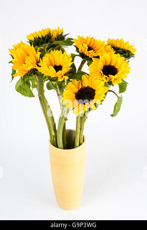 Gelbe Vase von cut sunflowers fotografiert vor einem weißen Hintergrund Stockfoto