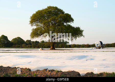 Kartoffeln wachsen unter Vlies, Shottisham, Suffolk, England. Stockfoto