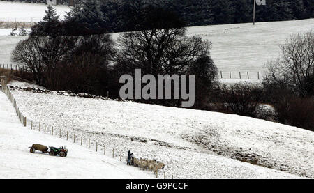 Ein Bauer füttert seine Schafe nach Schneefall in den Hügeln bei Denny, Schottland. Stockfoto