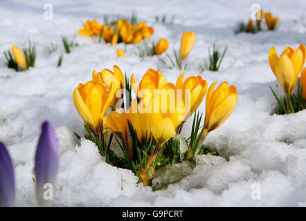 Heftige Schneefälle in ganz Großbritannien Stockfoto