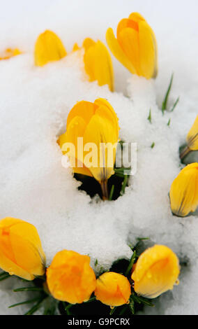 Blumen stossen durch Schnee in der Nähe von Sittingbourne in Kent, nach schweren Schneefall letzte Nacht. Stockfoto