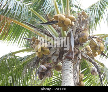 Kokosnüsse mit vielen Nüssen Stockfoto