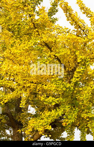 Fall colors of a ginko tree Stockfoto