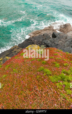 Meeresklippen in rot, sukkulenten Pflanzen (Khoi spp.) bei Lizard Point, Cornwall bedeckt. Stockfoto