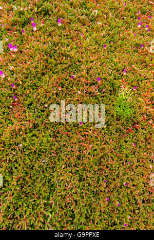 Boden völlig bedeckt mit einer Textur von kleinen roten und grünen Sukkulenten (Khoi Spp) mit rosa Blumen Stockfoto