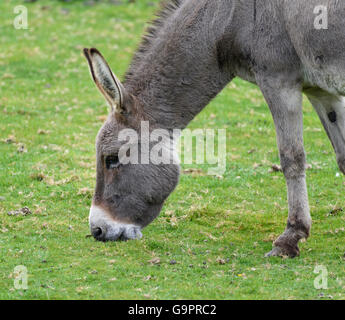 Kopf und Hals Nahaufnahme von einem grauen Esel mit einer weißen Schnauze Weiden auf grünen Rasen Stockfoto