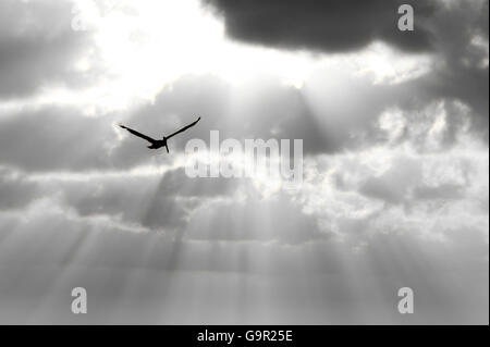 Vogel-Silhouette ist eine einzige Seele seine Flügel gegen eine feinstoffliche Sonne Strahl Himmel steigenden ausbreitet. Stockfoto